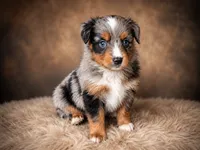 Patriot, a male Miniature Australian Shepherd and Toy Australian Shepherd for sale in Stewartville, MN – 3 of 9