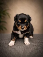 Ember, a female Miniature Australian Shepherd and Toy Australian Shepherd for sale in Stewartville, MN – 4 of 7