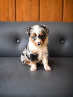 Glory, a male Miniature Australian Shepherd and Toy Australian Shepherd for sale in Stewartville, MN – 2 of 7