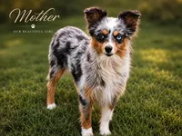Liberty, a female Miniature Australian Shepherd and Toy Australian Shepherd for sale in Stewartville, MN – 8 of 8
