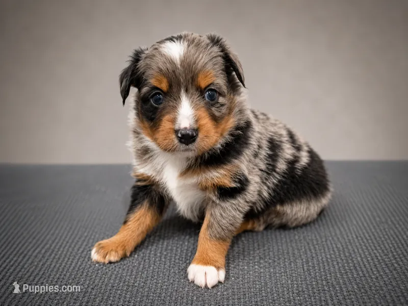 Patriot – Miniature Australian Shepherd, Toy Australian Shepherd puppy for sale in Stewartville, MN