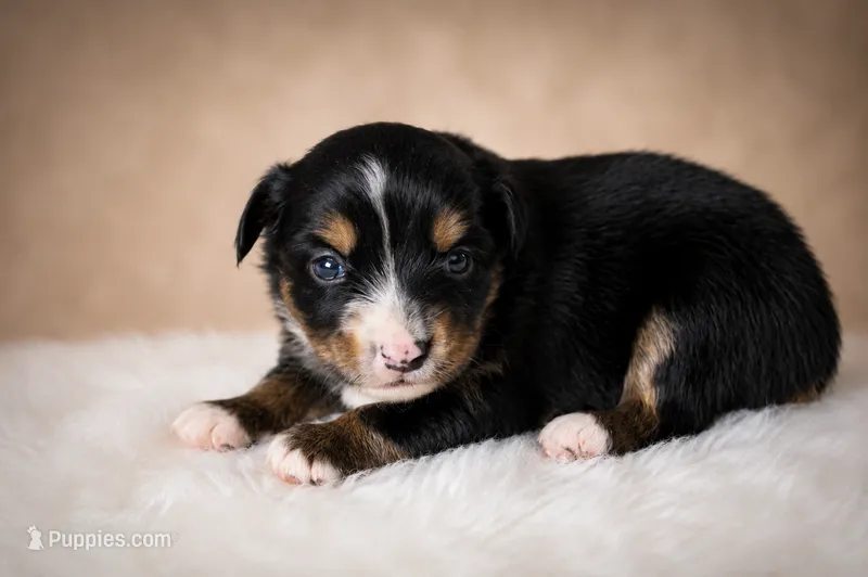Rocket – Miniature Australian Shepherd, Toy Australian Shepherd puppy for sale in Stewartville, MN