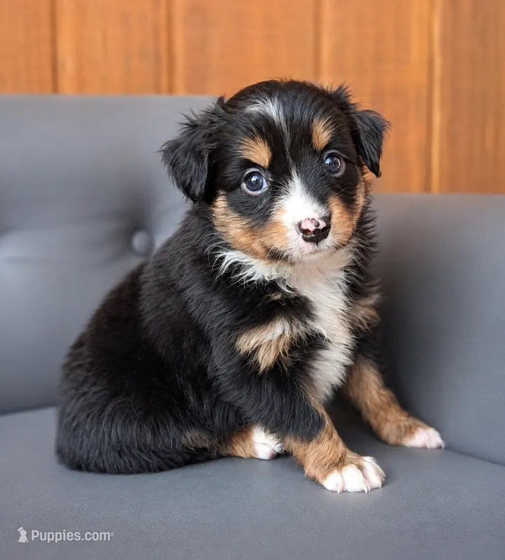 Rocket – Miniature Australian Shepherd, Toy Australian Shepherd puppy for sale in Stewartville, MN
