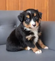 Rocket, a male Miniature Australian Shepherd and Toy Australian Shepherd for sale in Stewartville, MN – 3 of 5