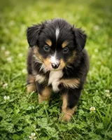Rocket, a male Miniature Australian Shepherd and Toy Australian Shepherd for sale in Stewartville, MN – 2 of 5