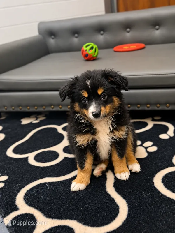 Rocket – Miniature Australian Shepherd, Toy Australian Shepherd puppy for sale in Stewartville, MN