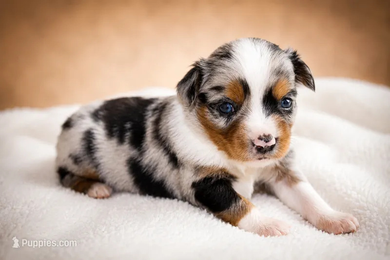 Glory – Miniature Australian Shepherd, Toy Australian Shepherd puppy for sale in Stewartville, MN