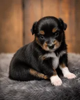 Ember, a female Miniature Australian Shepherd and Toy Australian Shepherd for sale in Stewartville, MN – 5 of 7