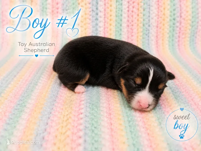 Rocket – Miniature Australian Shepherd, Toy Australian Shepherd puppy for sale in Stewartville, MN