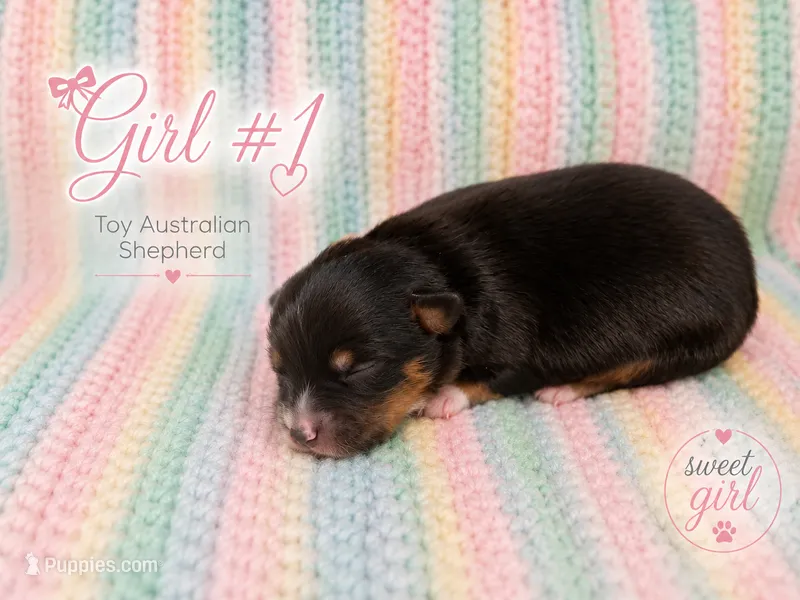 Liberty – Miniature Australian Shepherd, Toy Australian Shepherd puppy for sale in Stewartville, MN