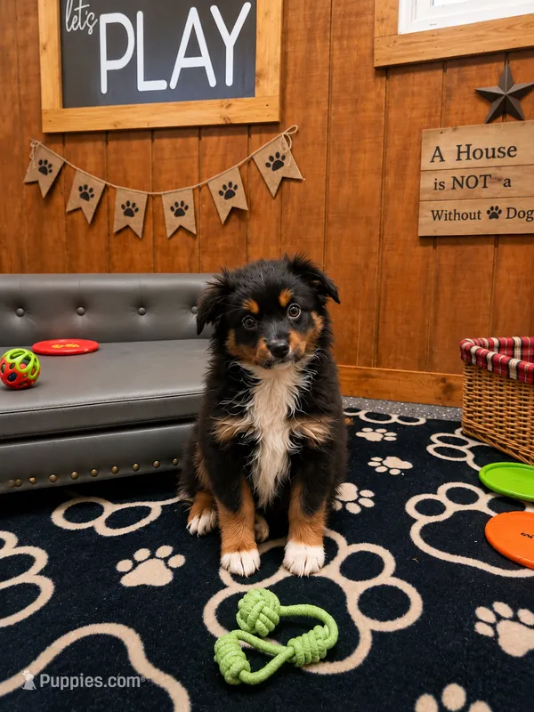 Liberty – Miniature Australian Shepherd, Toy Australian Shepherd puppy for sale in Stewartville, MN