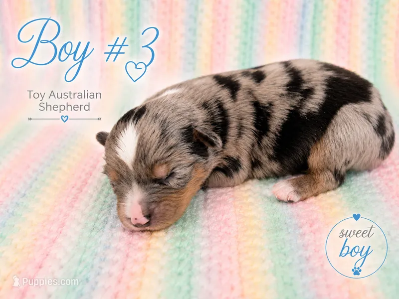 Patriot – Miniature Australian Shepherd, Toy Australian Shepherd puppy for sale in Stewartville, MN