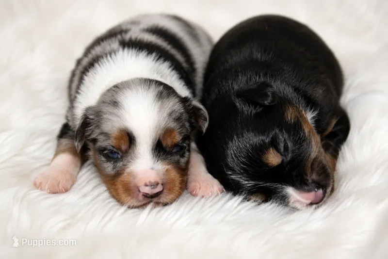Glory – Miniature Australian Shepherd, Toy Australian Shepherd puppy for sale in Stewartville, MN