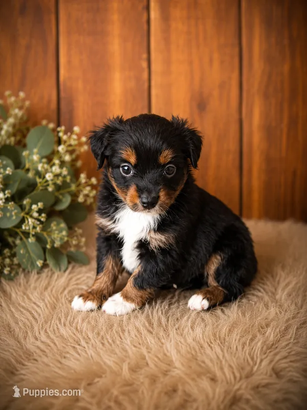 Liberty – Miniature Australian Shepherd, Toy Australian Shepherd puppy for sale in Stewartville, MN
