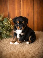 Liberty, a female Miniature Australian Shepherd and Toy Australian Shepherd for sale in Stewartville, MN – 3 of 8