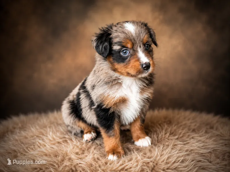 Patriot – Miniature Australian Shepherd, Toy Australian Shepherd puppy for sale in Stewartville, MN