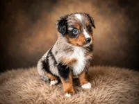 Patriot, a male Miniature Australian Shepherd and Toy Australian Shepherd for sale in Stewartville, MN – 1 of 9