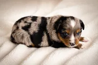 Patriot, a male Miniature Australian Shepherd and Toy Australian Shepherd for sale in Stewartville, MN – 7 of 9