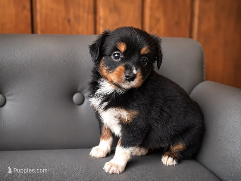 Ember – Miniature Australian Shepherd, Toy Australian Shepherd puppy for sale in Stewartville, MN