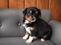 Ember, a female Miniature Australian Shepherd and Toy Australian Shepherd for sale in Stewartville, MN – 2 of 7