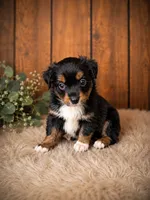 Liberty, a female Miniature Australian Shepherd and Toy Australian Shepherd for sale in Stewartville, MN – 4 of 8