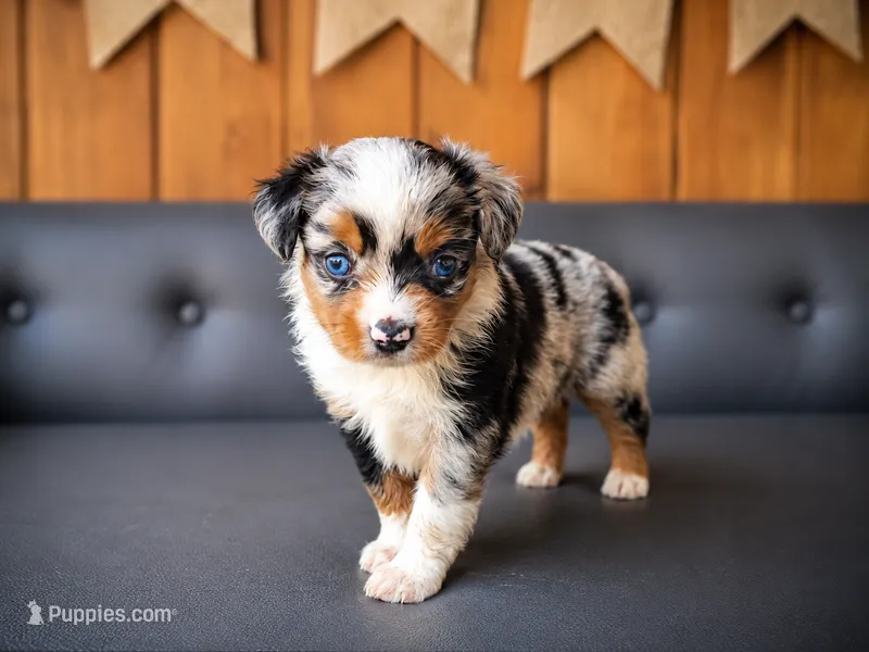 Glory – Miniature Australian Shepherd, Toy Australian Shepherd puppy on hold in Stewartville, MN