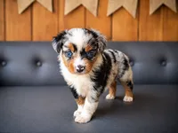 Glory, a male Miniature Australian Shepherd and Toy Australian Shepherd for sale in Stewartville, MN – 1 of 7