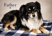 Liberty, a female Miniature Australian Shepherd and Toy Australian Shepherd for sale in Stewartville, MN – 7 of 8