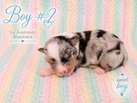 Glory, a male Miniature Australian Shepherd and Toy Australian Shepherd for sale in Stewartville, MN – 1 of 1