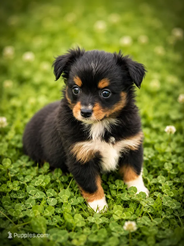 Ember – Miniature Australian Shepherd, Toy Australian Shepherd puppy for sale in Stewartville, MN