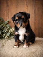 Liberty, a female Miniature Australian Shepherd and Toy Australian Shepherd for sale in Stewartville, MN – 5 of 8
