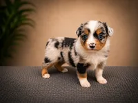 Glory, a male Miniature Australian Shepherd and Toy Australian Shepherd for sale in Stewartville, MN – 5 of 7