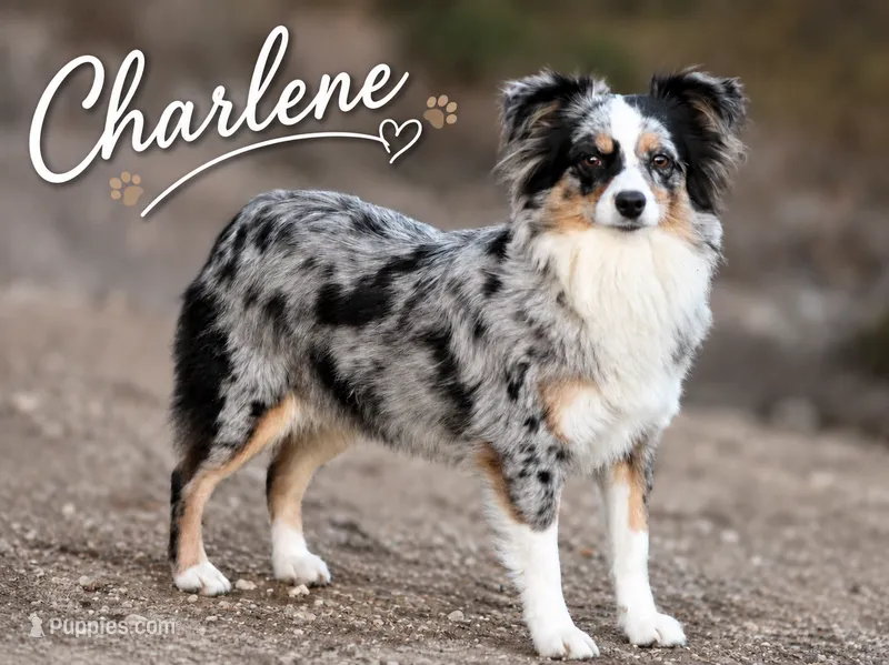 Charlene – Miniature Australian Shepherd, Toy Australian Shepherd puppy for sale in Stewartville, MN