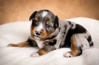 Patriot, a male Miniature Australian Shepherd and Toy Australian Shepherd for sale in Stewartville, MN – 6 of 9