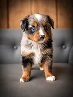 Patriot, a male Miniature Australian Shepherd and Toy Australian Shepherd for sale in Stewartville, MN – 2 of 9