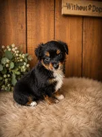 Liberty, a female Miniature Australian Shepherd and Toy Australian Shepherd for sale in Stewartville, MN – 6 of 8