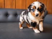 Glory, a male Miniature Australian Shepherd and Toy Australian Shepherd for sale in Stewartville, MN – 3 of 7