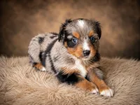 Patriot, a male Miniature Australian Shepherd and Toy Australian Shepherd for sale in Stewartville, MN – 4 of 9