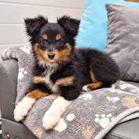 Meeko, a female Miniature Australian Shepherd and Toy Australian Shepherd for sale in Stewartville, MN – 1 of 1
