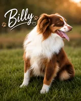 Billy, a male Miniature Australian Shepherd and Toy Australian Shepherd for sale in Stewartville, MN – 1 of 1