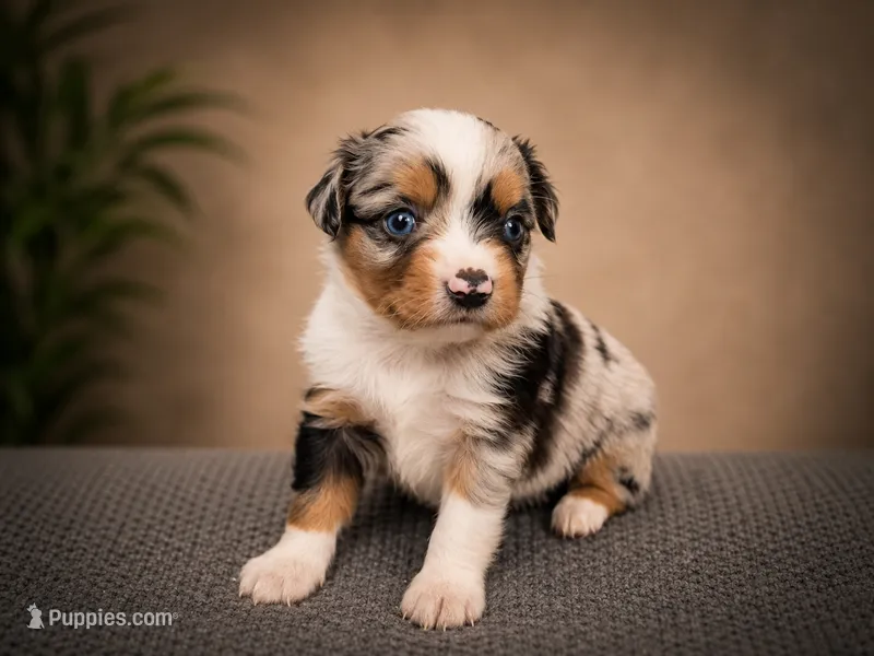 Glory – Miniature Australian Shepherd, Toy Australian Shepherd puppy for sale in Stewartville, MN