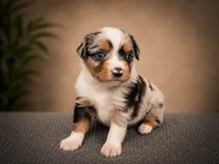 Glory, a male Miniature Australian Shepherd and Toy Australian Shepherd for sale in Stewartville, MN – 4 of 7