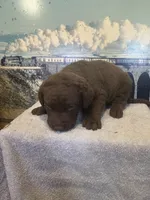 christmas77, a male Chesapeake Bay Retriever for sale in Charlotte Hall, MD – Photo 3 of 3