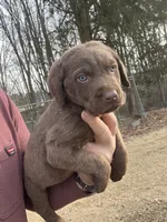 christmas77, a male Chesapeake Bay Retriever for sale in Charlotte Hall, MD – Photo 2 of 3