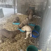 new years04, a male Chesapeake Bay Retriever for sale in Charlotte Hall, MD – Photo 1 of 3
