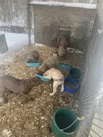 new years04, a male Chesapeake Bay Retriever for sale in Charlotte Hall, MD – Photo 1 of 3