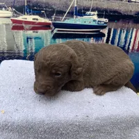 new years04, a male Chesapeake Bay Retriever for sale in Charlotte Hall, MD – Photo 3 of 3