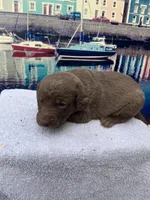 new years04, a male Chesapeake Bay Retriever for sale in Charlotte Hall, MD – Photo 3 of 3