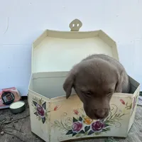 new years04, a male Chesapeake Bay Retriever for sale in Charlotte Hall, MD – Photo 2 of 3