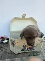 new years04, a male Chesapeake Bay Retriever for sale in Charlotte Hall, MD – Photo 2 of 3